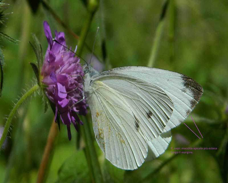 Pieris napi